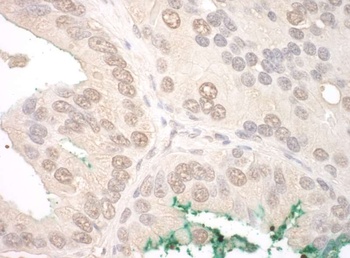 Rabbit anti-ORC2 Antibody