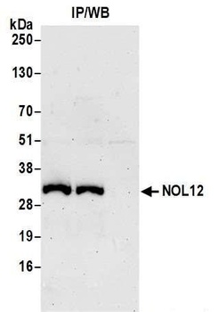 Rabbit anti-NOL12 Antibody