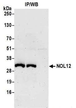 NOL12 Antibody