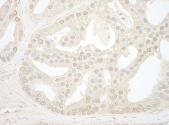 Rabbit anti-NOL12 Antibody
