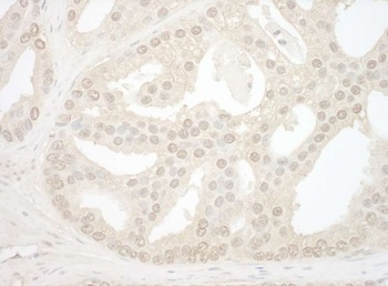 NOL12 Antibody