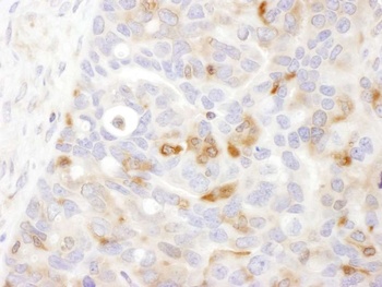 Rabbit anti-Bin1 Antibody