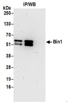 Rabbit anti-Bin1 Antibody