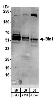 Rabbit Bin1 Antibody