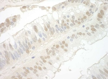 Rabbit anti-Importin 7 Antibody