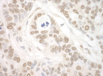 Rabbit anti-Importin 7 Antibody