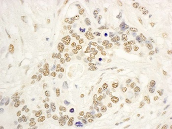 Rabbit anti-NOP132 Antibody