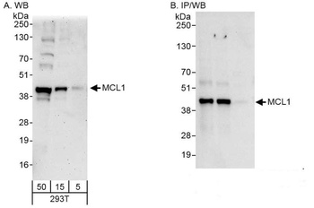 Rabbit anti-MCL1 Antibody