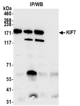 KIF7 Antibody