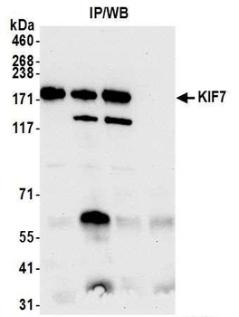 Rabbit anti-KIF7 Antibody