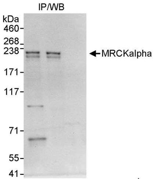 Rabbit anti-MRCKalpha Antibody