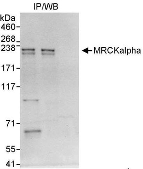 Rabbit anti-MRCKalpha Antibody