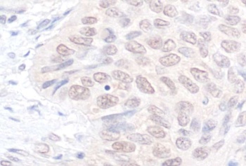 Rabbit anti-NEK7 Antibody