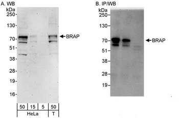 Rabbit BRAP Antibody