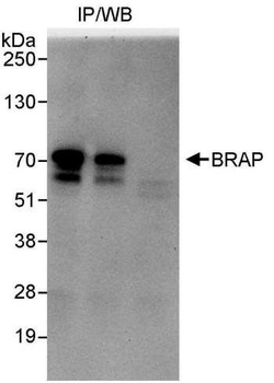 Rabbit BRAP Antibody