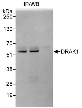 Rabbit anti-DRAK1 Antibody