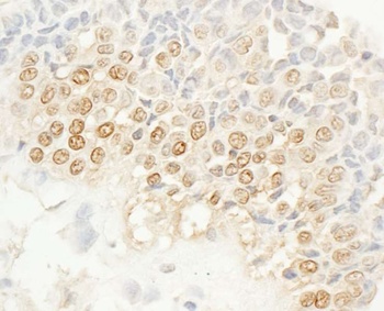 Rabbit anti-NEK4 Antibody