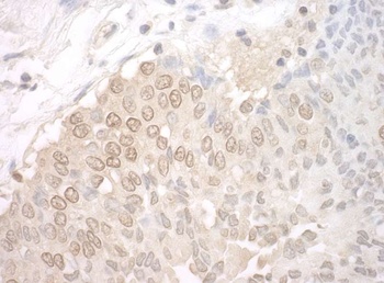 Rabbit anti-UCKL1 Antibody