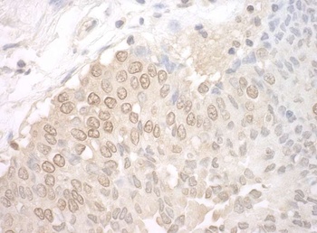 UCKL1 Antibody