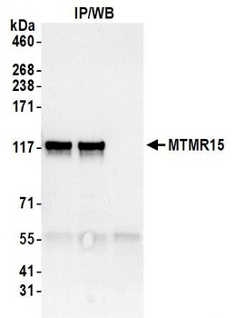 MTMR15 Antibody