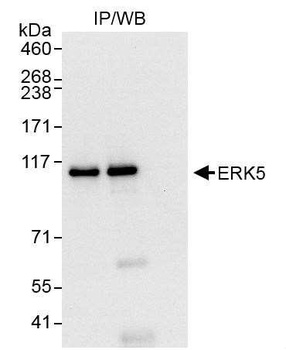 Rabbit anti-ERK5 Antibody