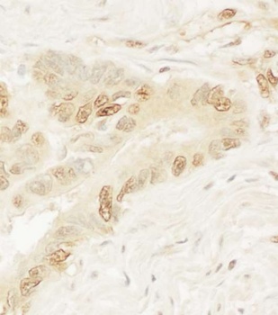 Rabbit anti-Pygo1 Antibody