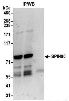 SPIN90 Antibody