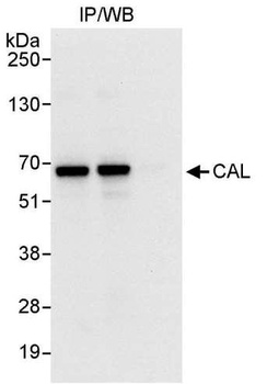 Rabbit anti-CAL Antibody