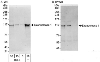Rabbit Exonuclease 1 Antibody