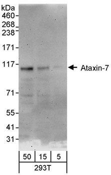Rabbit Ataxin-7 Antibody