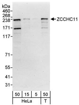 Rabbit ZCCHC11 Antibody