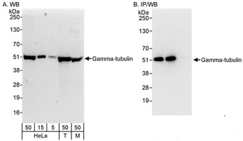 Rabbit Gamma-Tubulin Antibody