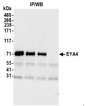 Rabbit anti-EYA4 Antibody