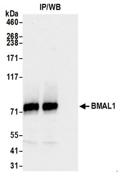 Rabbit BMAL1 Antibody