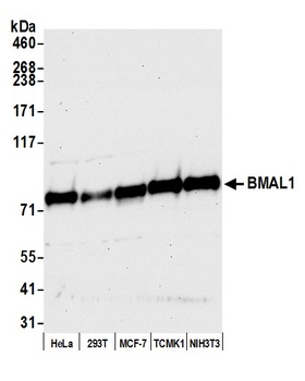 Rabbit BMAL1 Antibody