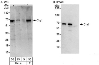 Rabbit Cry1 Antibody