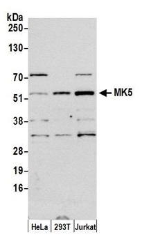 Rabbit MK5 Antibody