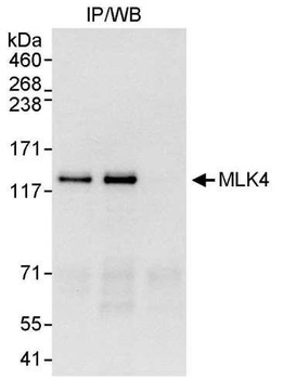Rabbit MLK4 Antibody