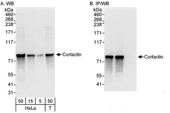Rabbit Cortactin Antibody
