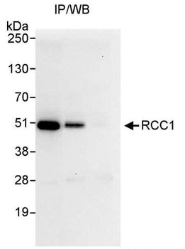 Rabbit RCC1 Antibody