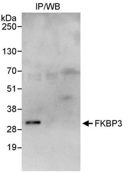 Rabbit FKBP3 Antibody