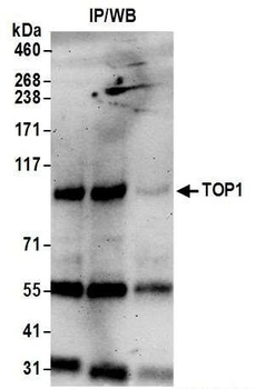 Rabbit anti-TOP1 Antibody