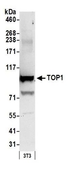 Rabbit anti-TOP1 Antibody