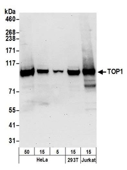 TOP1 Antibody