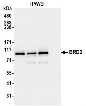 Rabbit anti-BRD2 Antibody