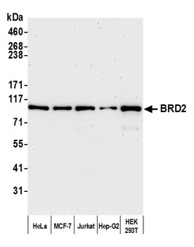Rabbit anti-BRD2 Antibody