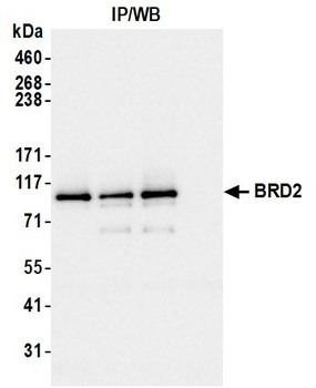 BRD2 Antibody