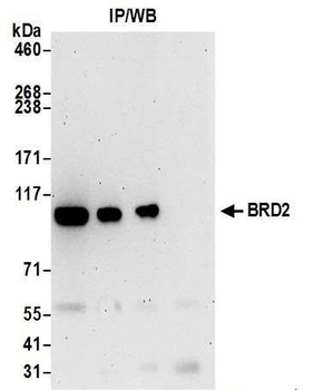 Rabbit anti-BRD2 Antibody