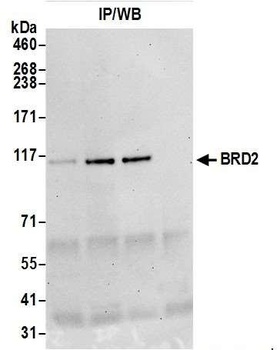 Rabbit anti-BRD2 Antibody