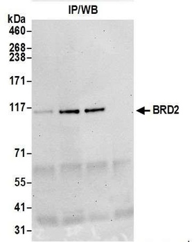 BRD2 Antibody